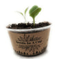 Brussel Sprouts | Plant Seed Starter Grow Kit | Seeds In A Cup® - Seeds In A Cup®