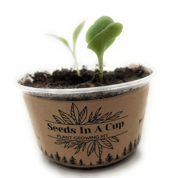 Lettuce | Plant Seed Starter Grow Kit | Seeds In A Cup® - Seeds In A Cup®