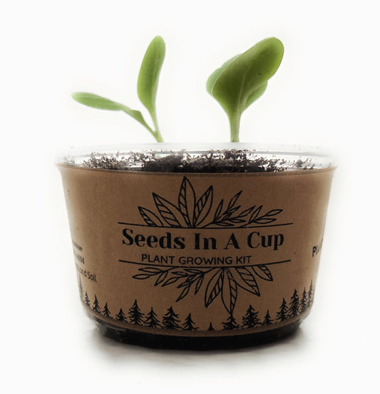 25 Pack of Seeds In A Cup | Vegetable & Herb Kit - Seeds In A Cup®