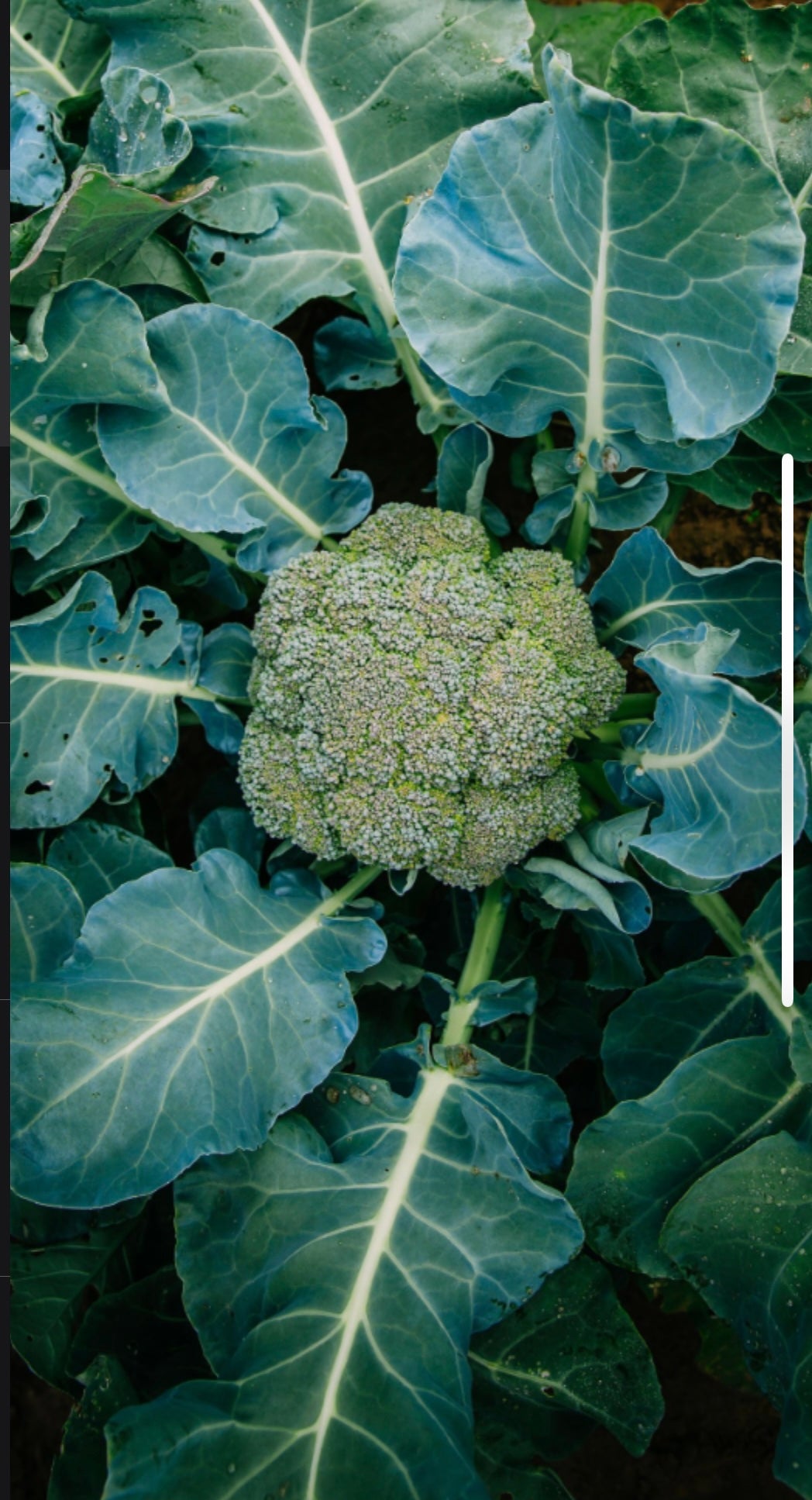 English Ivy Vine | Seed Starter Grow Kit | Seeds In A Cup® - Seeds In A Cup®