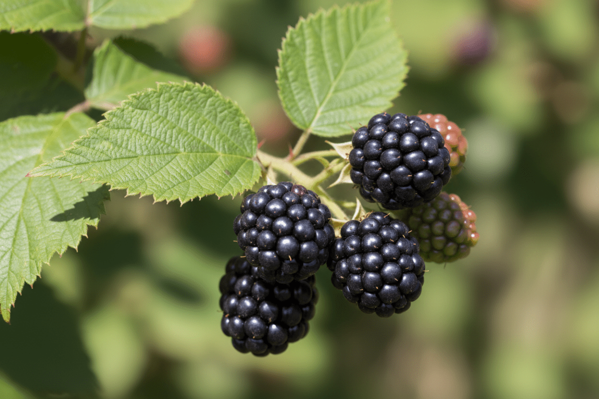 Healthy Blackberry (Rubus fruticosus) seedling growing in a Seeds In A Cup recyclable planter. Demonstrates successful germination using real potting soil and non-GMO seeds.